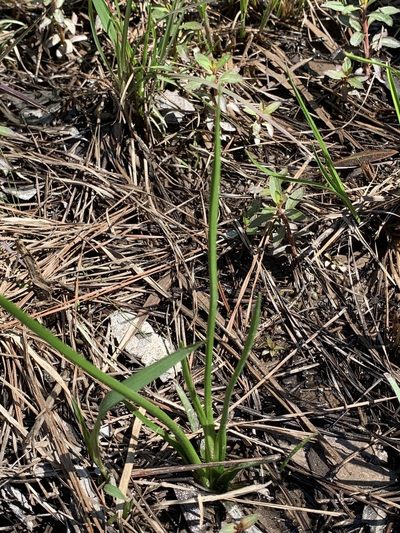 Sagittaria papillosa, photographed by Laura Clark