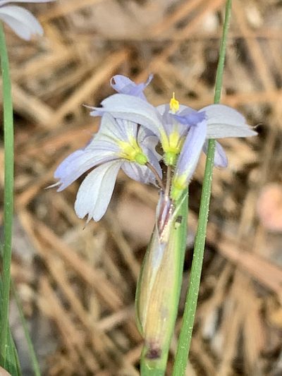 Sisyrinchium sagittiferum, photographed by Laura Clark