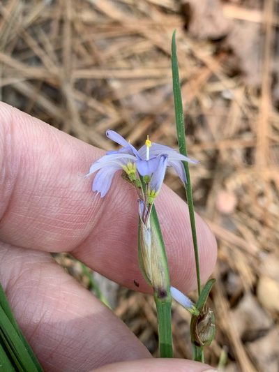 Sisyrinchium sagittiferum, photographed by Laura Clark