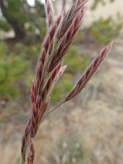 Bromus pumpellianus, photographed by Allan Harris