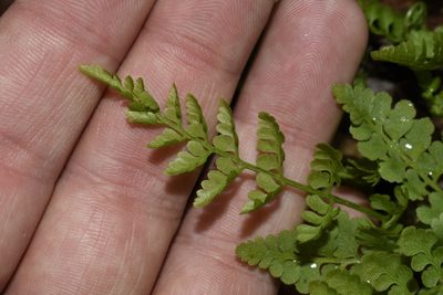 Cystopteris protrusa, photographed by John Brown
