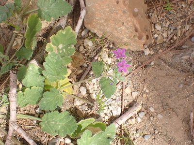 Erodium malacoides, photographed by John Lyden