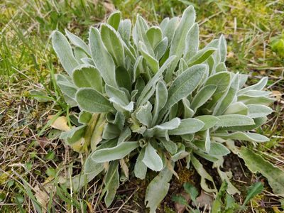 Stachys byzantina, photographed by Opal