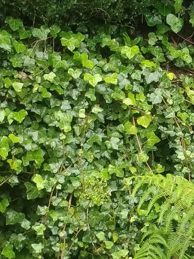 Hedera maderensis, photographed by Vítor Jorge