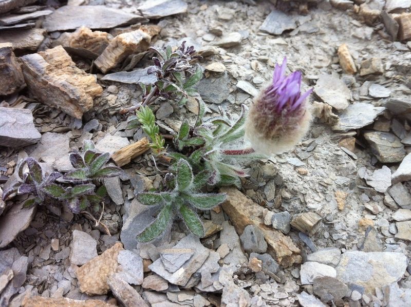 Erigeron lanatus, photographed by Allan Harris