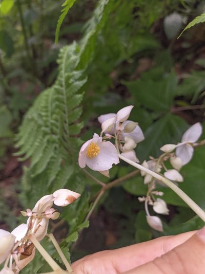 Begonia urophylla, photographed by Jorge I. Merchán Mayorga
