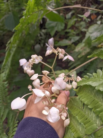 Begonia urophylla, photographed by Jorge I. Merchán Mayorga