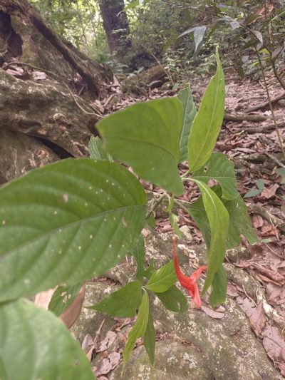 Ruellia macrophylla, photographed by Jorge I. Merchán Mayorga