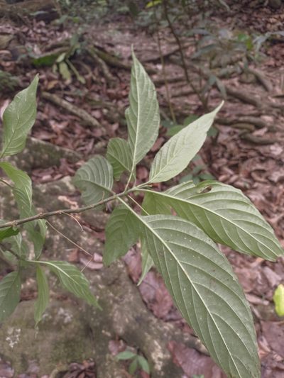 Ruellia macrophylla, photographed by Jorge I. Merchán Mayorga