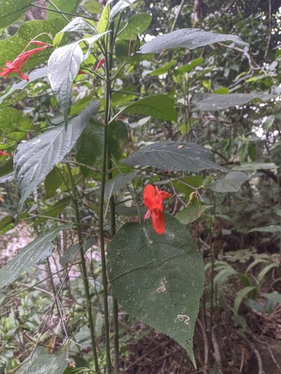 Ruellia macrophylla, photographed by Jorge I. Merchán Mayorga