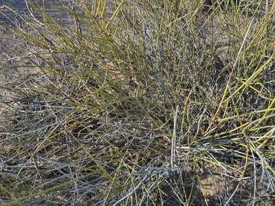 Ephedra trifurca, photographed by Alejandro Sigala Chávez