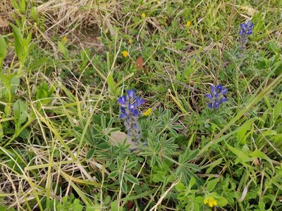 Lupinus gussoneanus, photographed by Davide Puddu