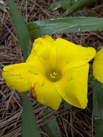 Oxalis sellowiana, photographed by Agustina Medina