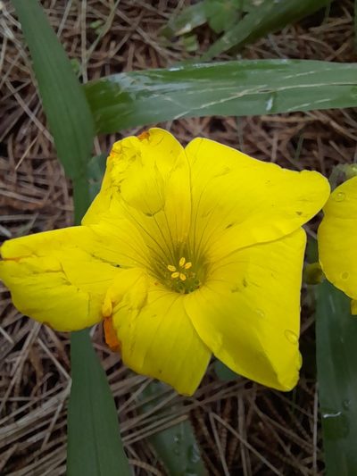 Oxalis sellowiana, photographed by Agustina Medina
