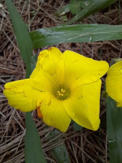 Oxalis sellowiana, photographed by Agustina Medina