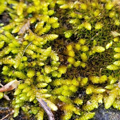 Bryoandersonia illecebra, photographed by Ava