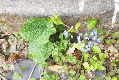 Brunnera macrophylla, photographed by Brenda Black