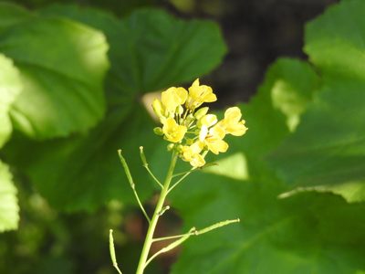 Brassica fruticulosa, photographed by Yves Bas