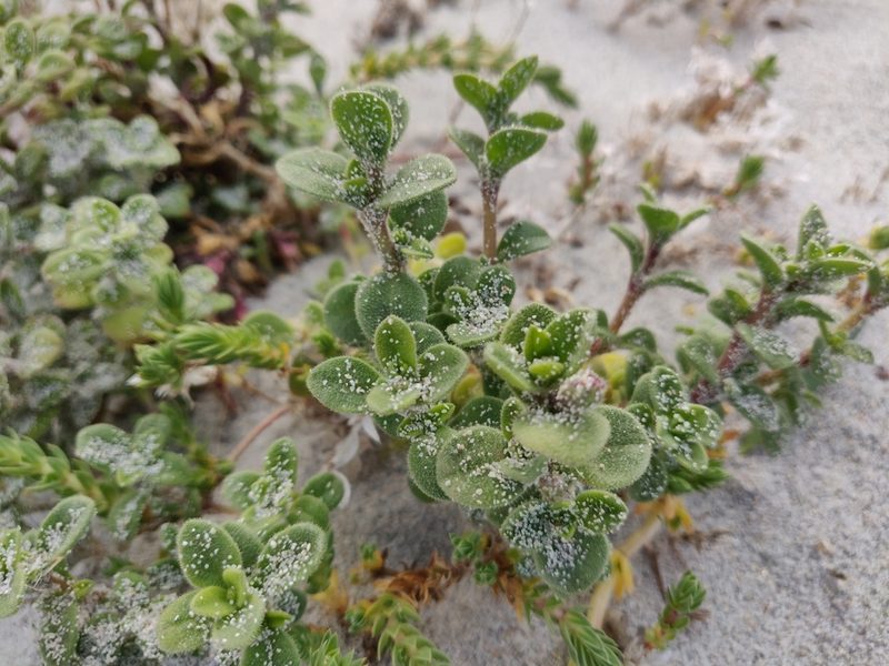 Silene succulenta, photographed by Davide Puddu