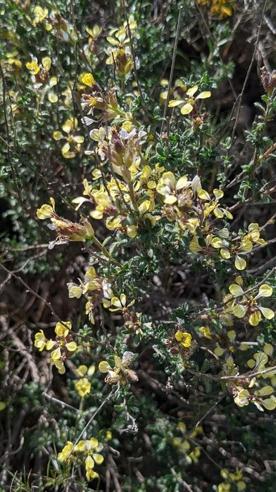 Vella aspera, photographed by Mattia Menchetti