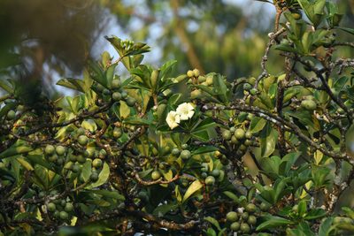 Fagraea ceilanica, photographed by sunnyjosef