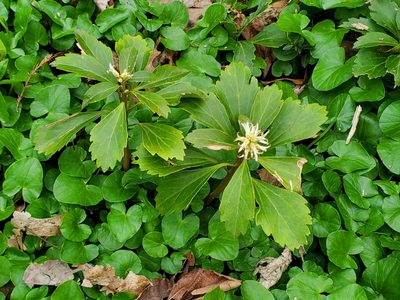 Pachysandra terminalis, photographed by Rory O'Shea