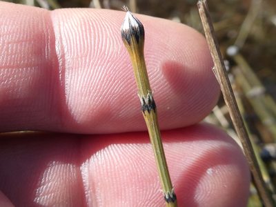 Equisetum variegatum, photographed by Bruce Cook