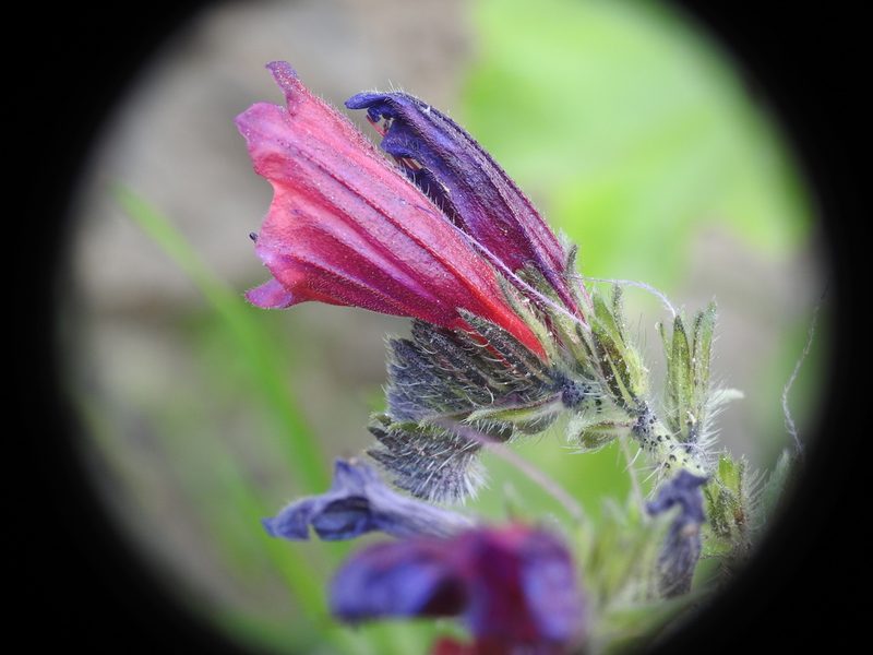 Echium creticum, photographed by Yves Bas
