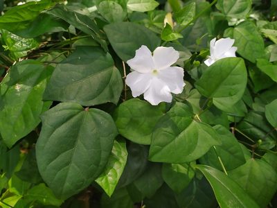 Thunbergia fragrans, photographed by Сергей Крыленко