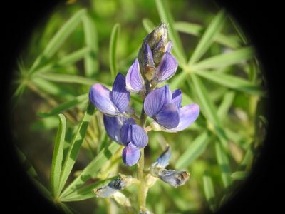 Lupinus angustifolius, photographed by Yves Bas