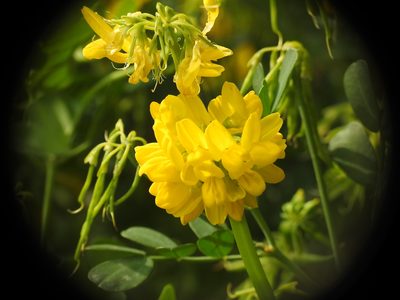 Coronilla valentina, photographed by Yves Bas