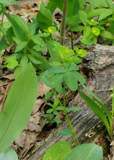 Euphorbia angulata, photographed by carnifex