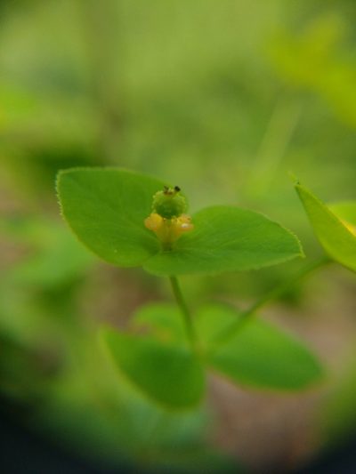 Euphorbia angulata, photographed by carnifex