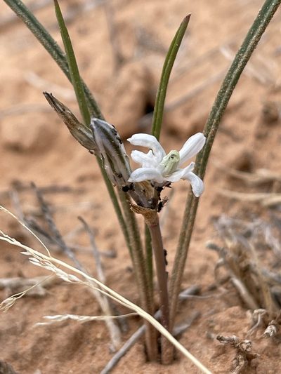 Androstephium breviflorum, photographed by Robbie Hannawacker