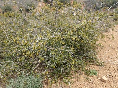 Quercus berberidifolia, photographed by George Williams