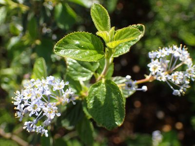 Ceanothus oliganthus, photographed by George Williams