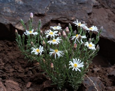 Chaetopappa ericoides, photographed by Andrew Tree