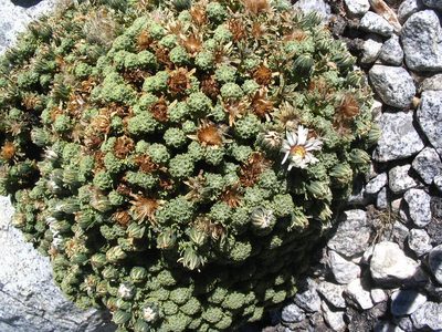Xenophyllum dactylophyllum, photographed by cstobie