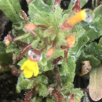 Camissoniopsis micrantha, photographed by Marc Whitaker