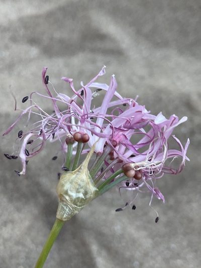 Nerine gaberonensis, photographed by Sean Privett