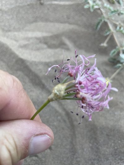 Nerine gaberonensis, photographed by Sean Privett