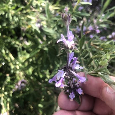 Salvia munzii, photographed by Marc Whitaker