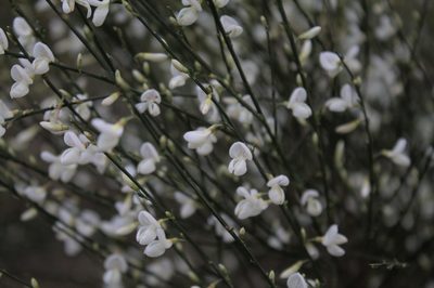 Cytisus multiflorus, photographed by o_andras