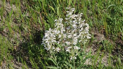 Penstemon pallidus, photographed by Mike B