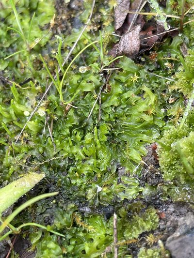 Phymatoceros bulbiculosus, photographed by crothfels
