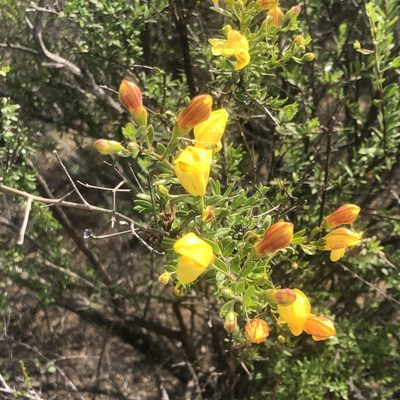 Keckiella antirrhinoides, photographed by Marc Whitaker