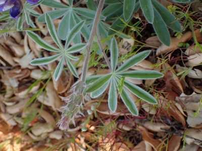 Lupinus formosus, photographed by George Williams