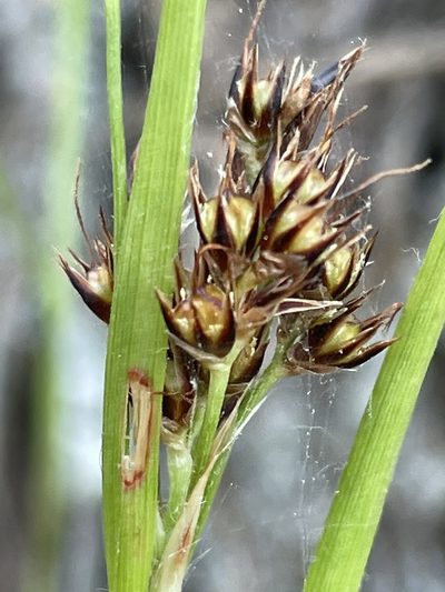 Luzula subsessilis, photographed by crothfels