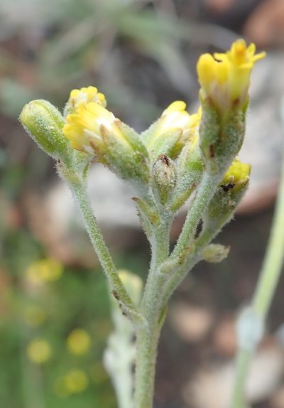 Senecio pauciflosculosus, photographed by Nicola van Berkel