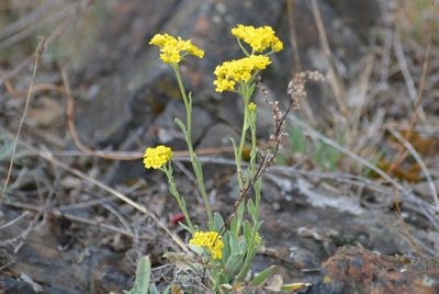 Aurinia saxatilis, photographed by Pavel Kacl